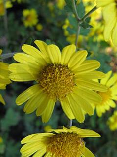 کریزانتموم افرودیت